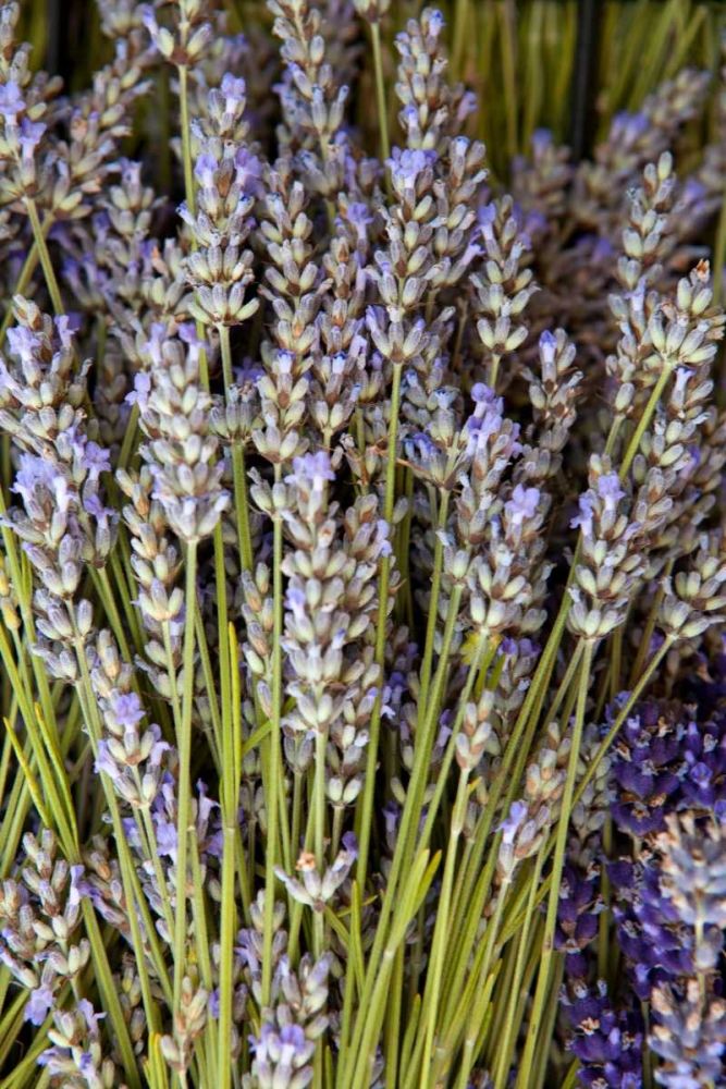 Cut Lavender I art print by Karyn Millet for $57.95 CAD