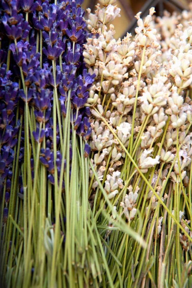 Cut Lavender II art print by Karyn Millet for $57.95 CAD