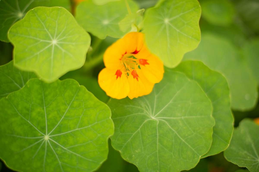 Nasturtiums I art print by Karyn Millet for $57.95 CAD