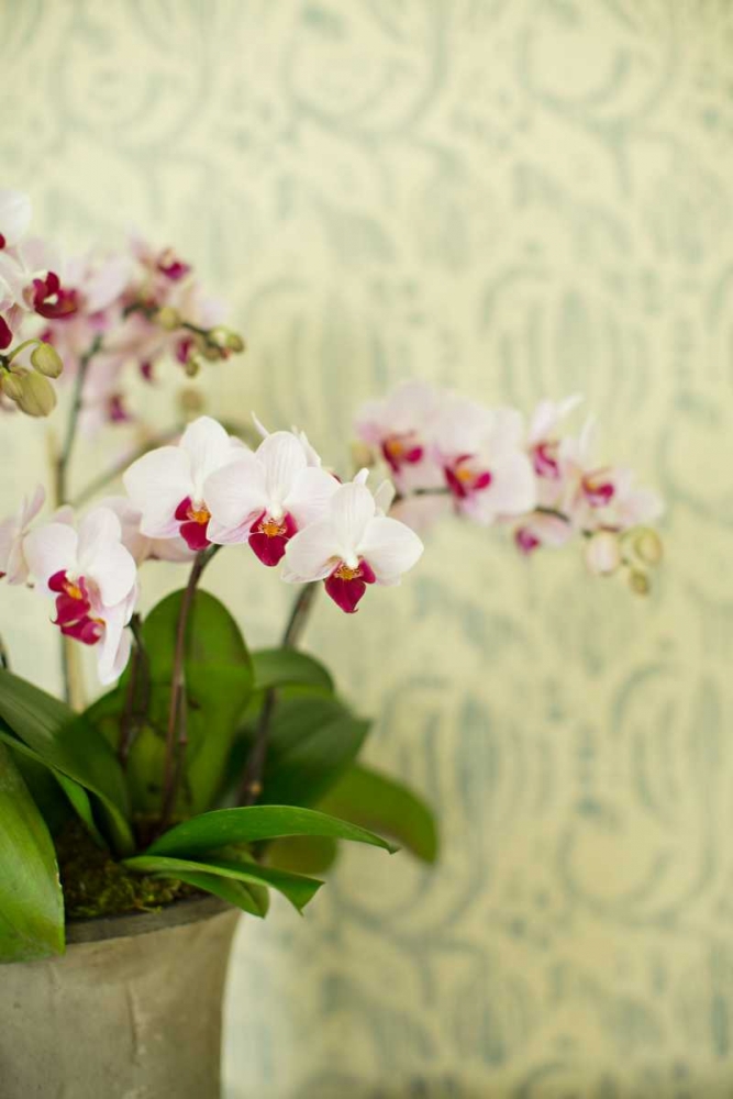 Orchid Vase art print by Karyn Millet for $57.95 CAD