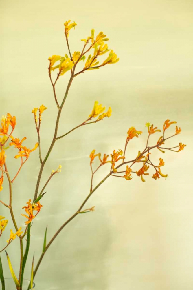 Kangaroo Paw I art print by Karyn Millet for $57.95 CAD