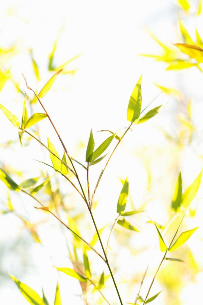 Bamboo I art print by Karyn Millet for $57.95 CAD