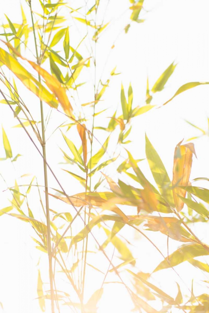 Bamboo I art print by Karyn Millet for $57.95 CAD