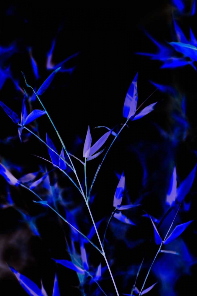 Bamboo at Night I art print by Karyn Millet for $57.95 CAD