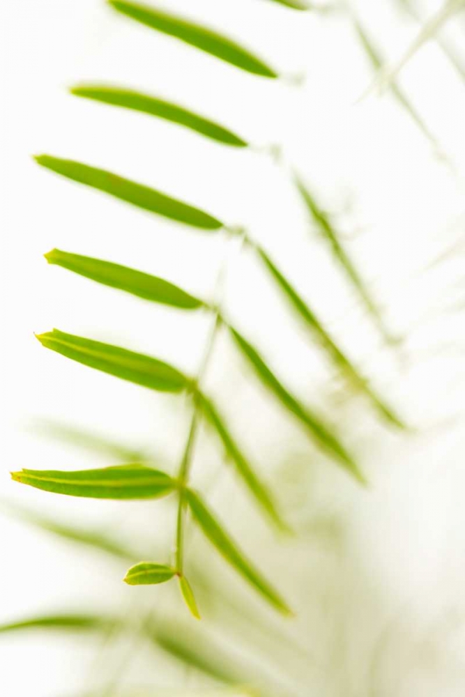 Palm Fonds IV art print by Karyn Millet for $57.95 CAD