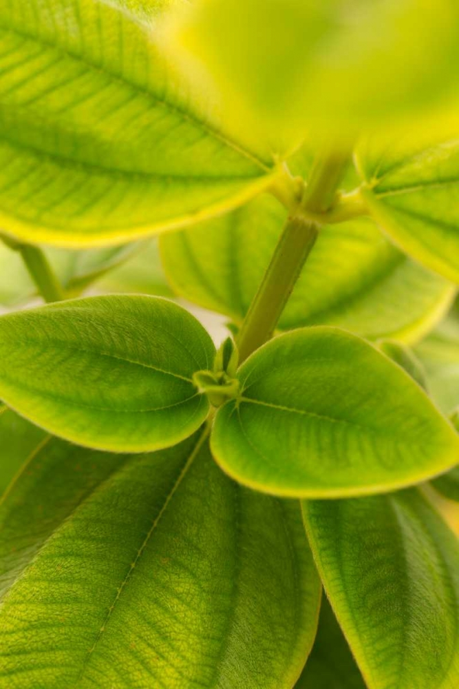 Tropical Leaves II art print by Karyn Millet for $57.95 CAD