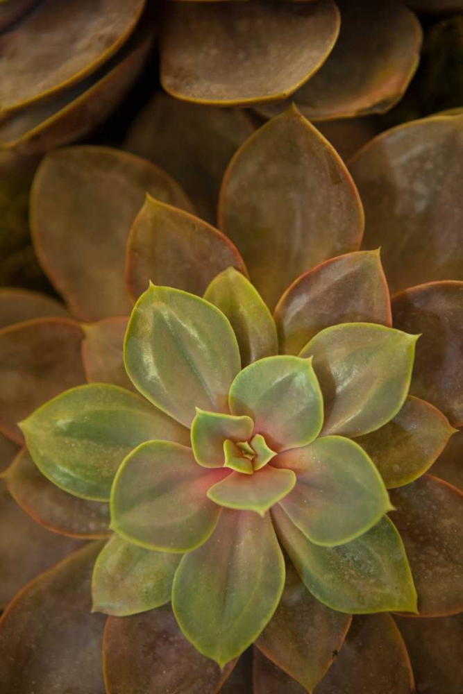 Succulent I art print by Karyn Millet for $57.95 CAD