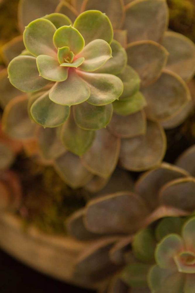 Succulent II art print by Karyn Millet for $57.95 CAD