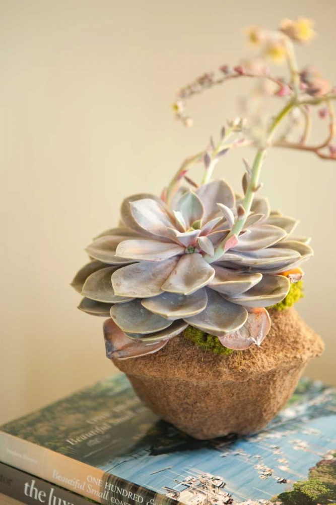 Small Succulent art print by Karyn Millet for $57.95 CAD