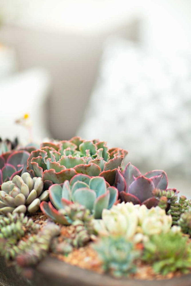 Succulents art print by Karyn Millet for $57.95 CAD
