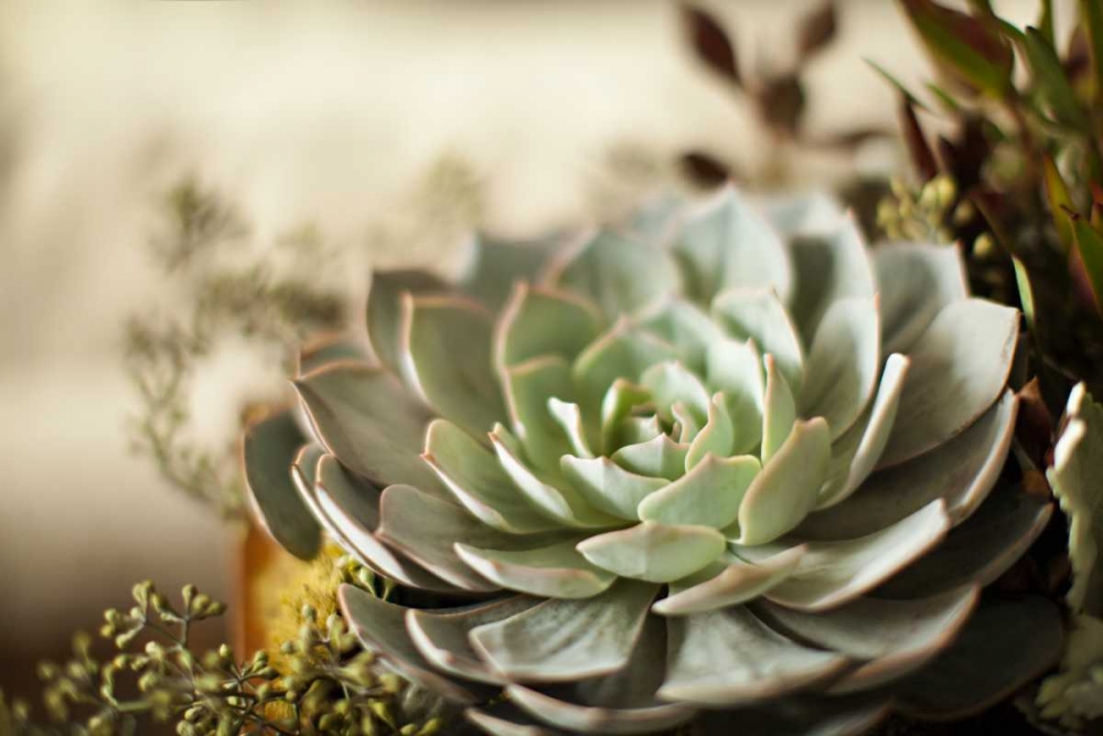 Succulent III art print by Karyn Millet for $57.95 CAD