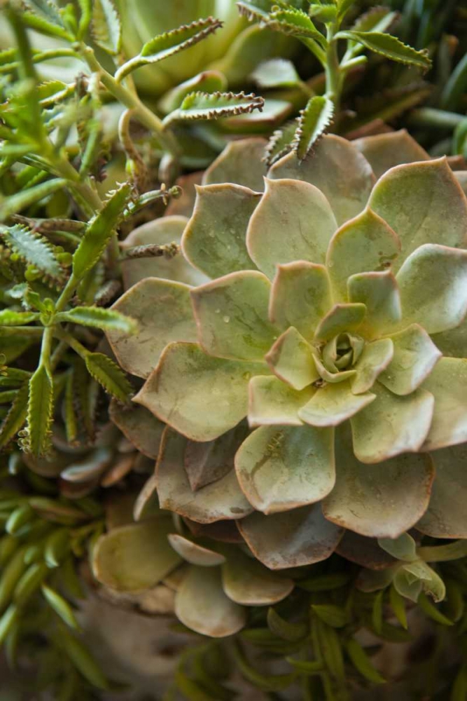 Succulent IV art print by Karyn Millet for $57.95 CAD