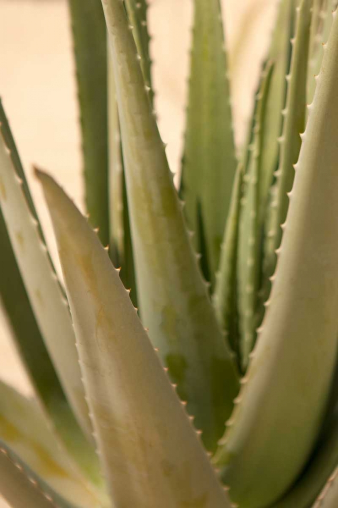 Aloe art print by Karyn Millet for $57.95 CAD