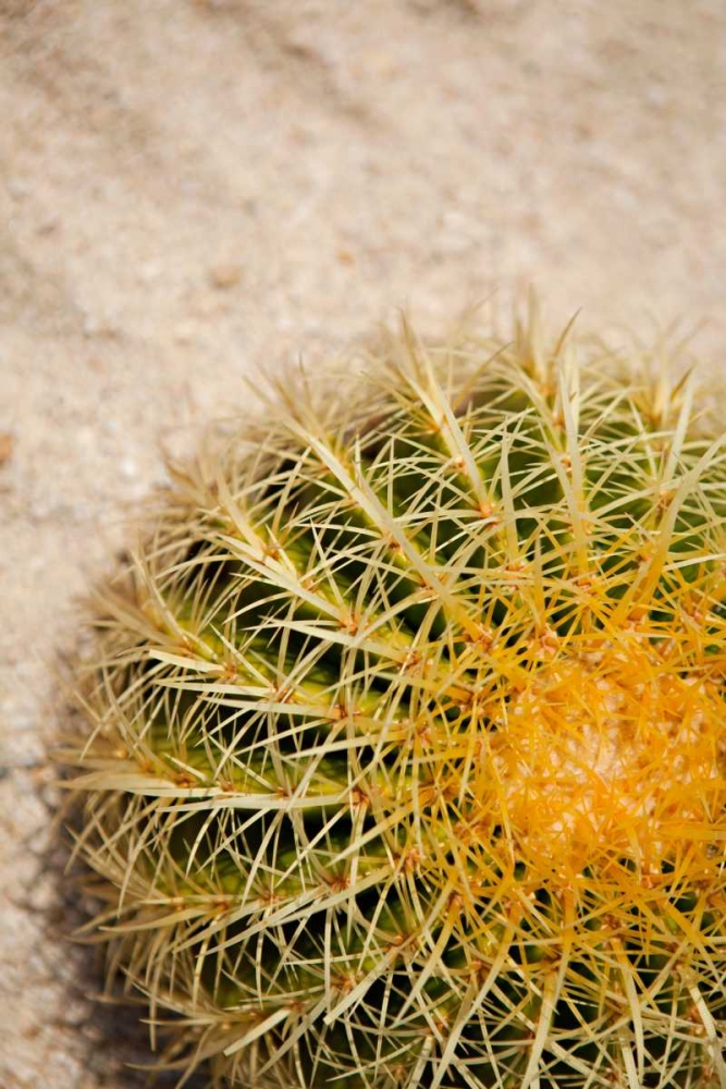 Cactus art print by Karyn Millet for $57.95 CAD