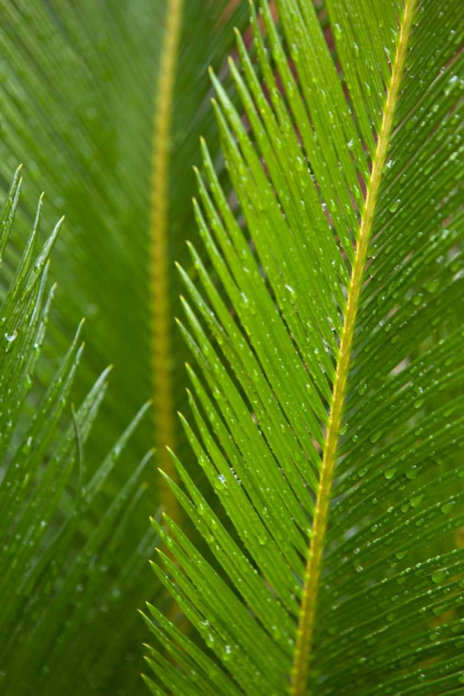 Fern art print by Karyn Millet for $57.95 CAD