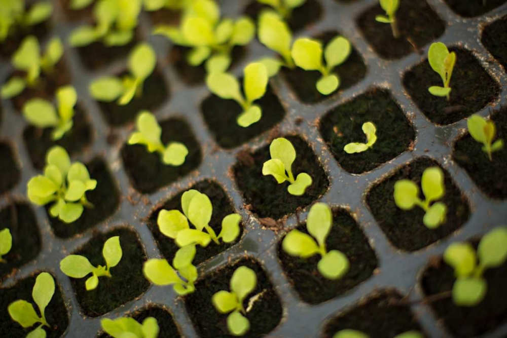 Seedlings art print by Karyn Millet for $57.95 CAD