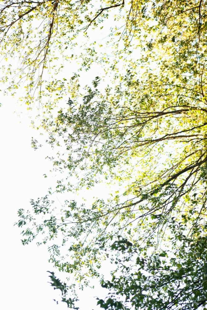 Trees II art print by Karyn Millet for $57.95 CAD