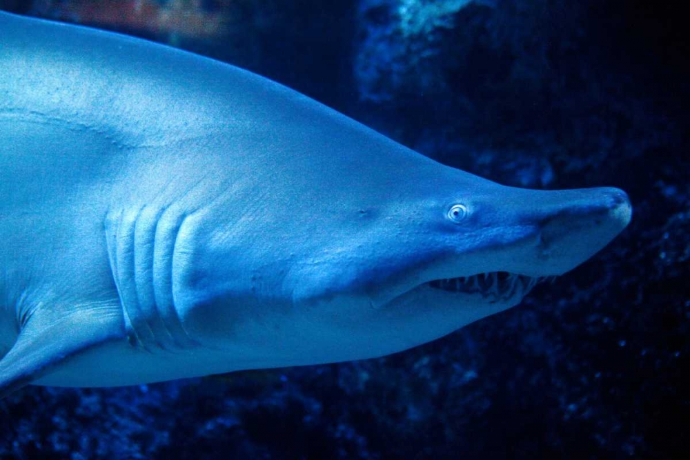 Shark art print by Karyn Millet for $57.95 CAD