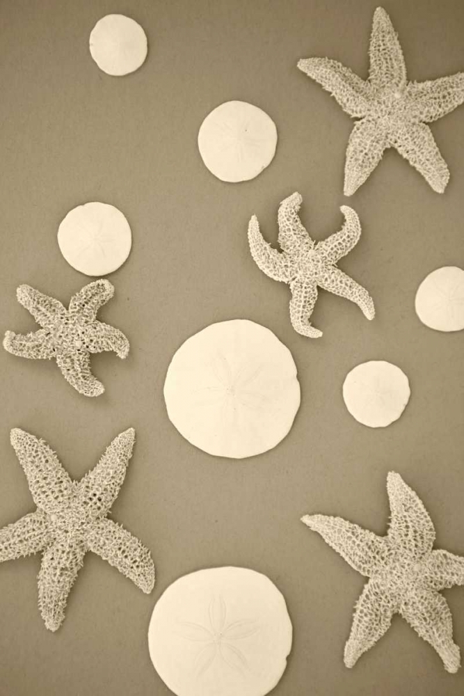 Starfish and Sand Dollars II art print by Karyn Millet for $57.95 CAD