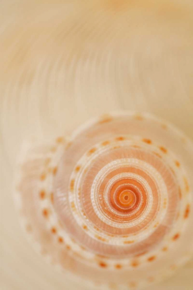Sea Shells I art print by Karyn Millet for $57.95 CAD