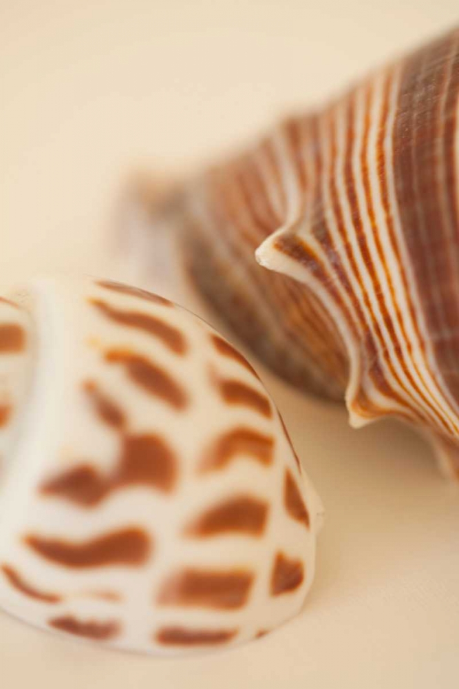 Sea Shells II art print by Karyn Millet for $57.95 CAD