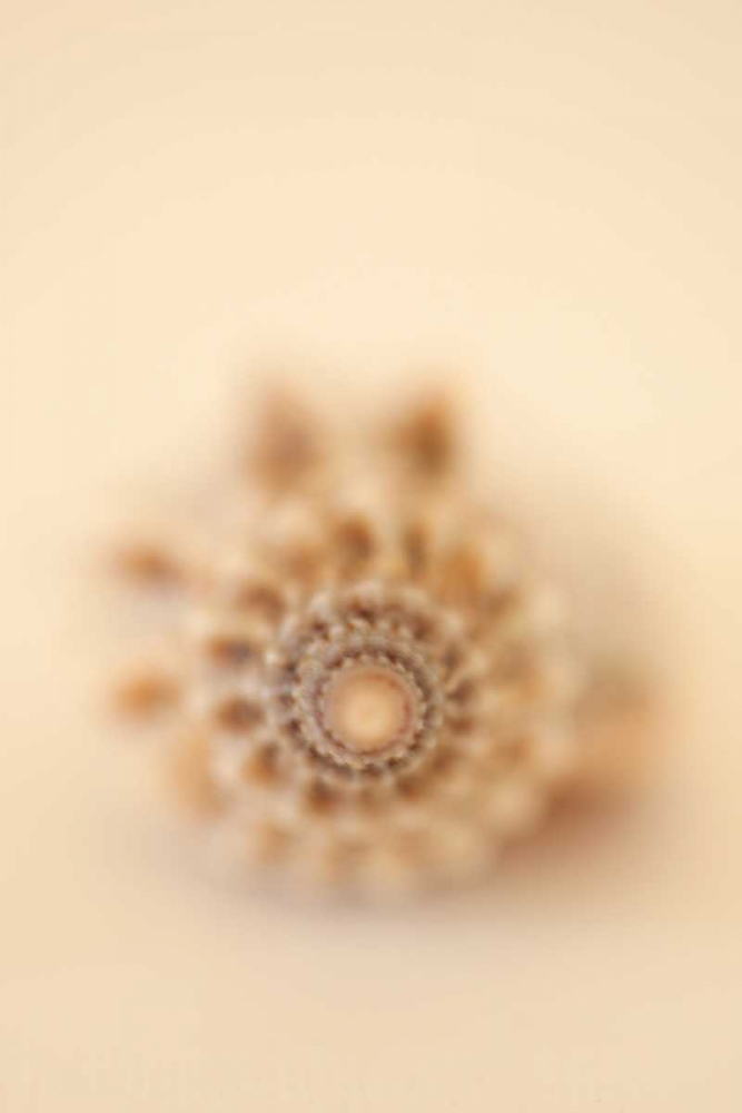 Sea Shells III art print by Karyn Millet for $57.95 CAD