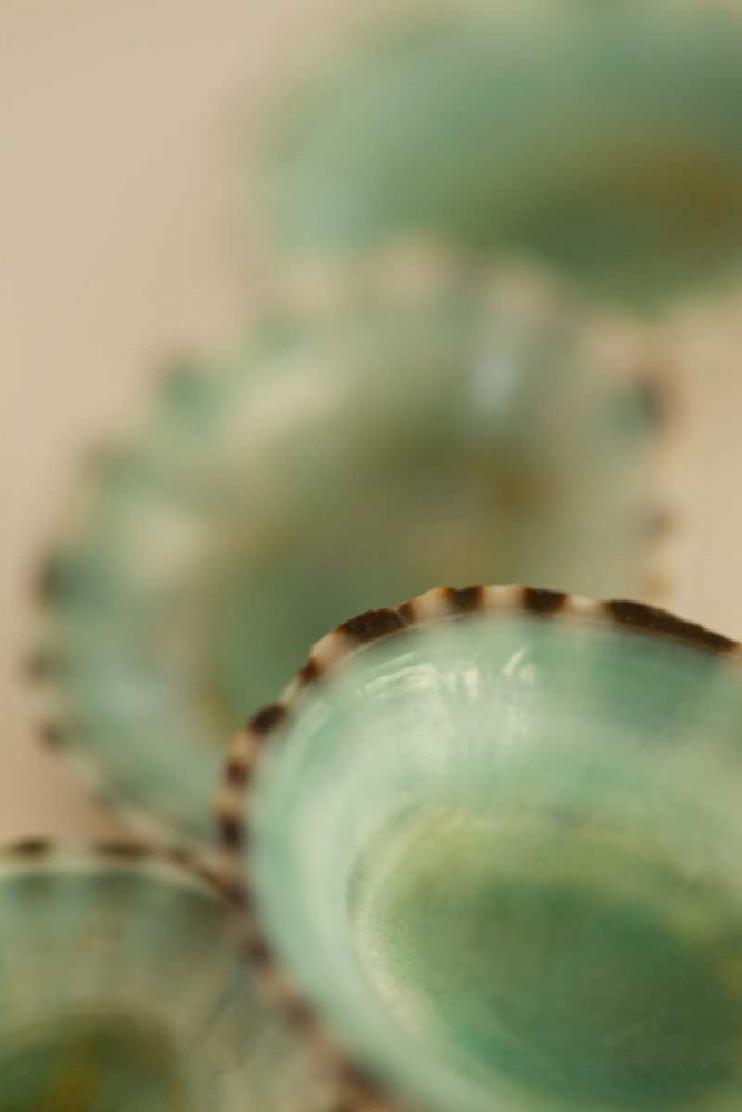 Sea Shells IV art print by Karyn Millet for $57.95 CAD
