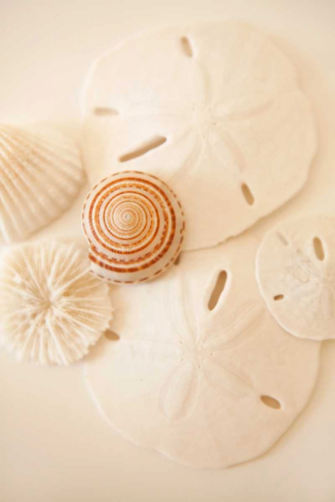 Shells and Dollars art print by Karyn Millet for $57.95 CAD