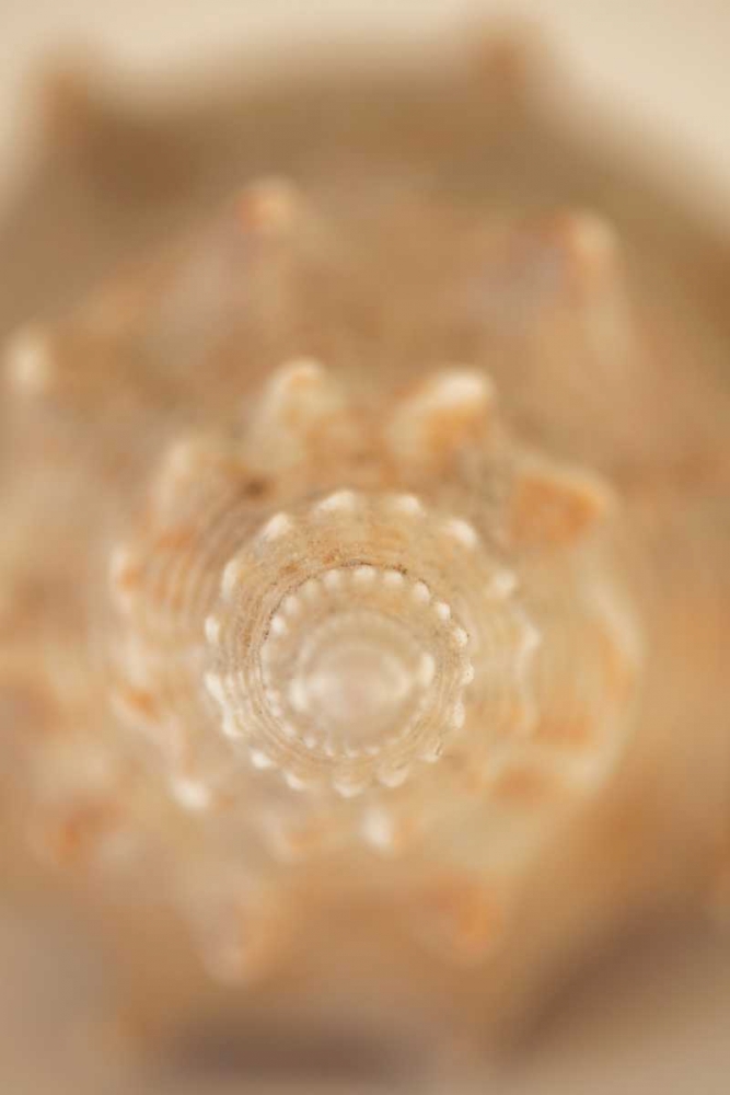 Sea Shell V art print by Karyn Millet for $57.95 CAD