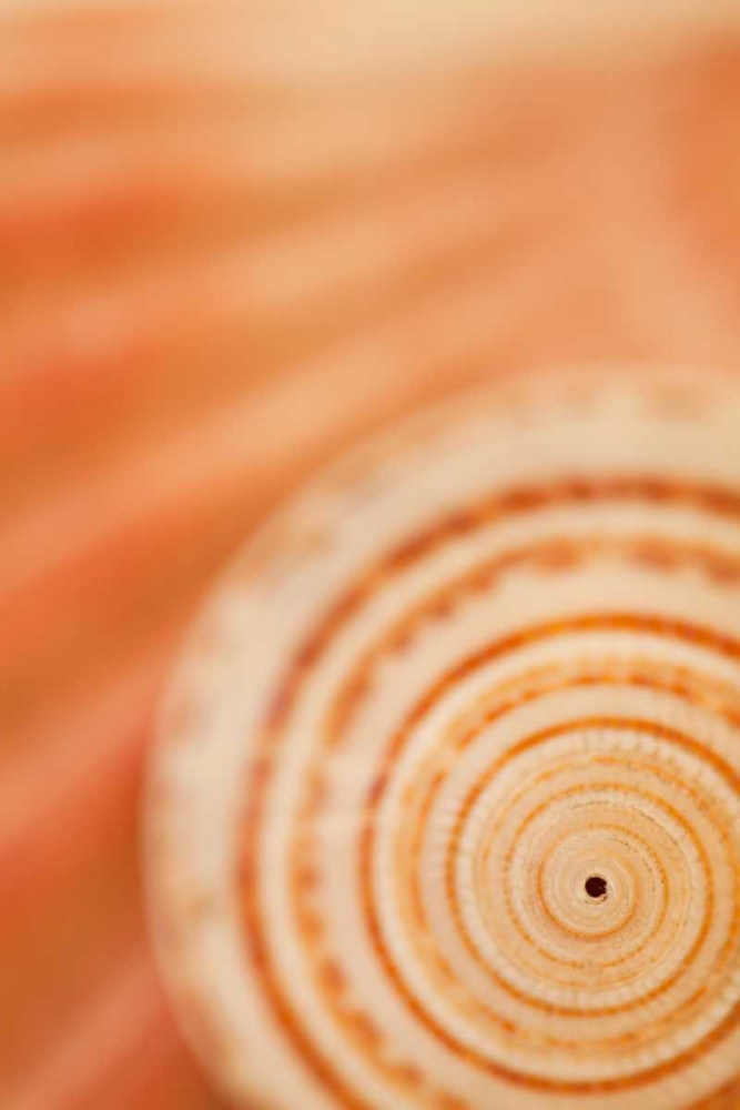 Sea Shell VI art print by Karyn Millet for $57.95 CAD