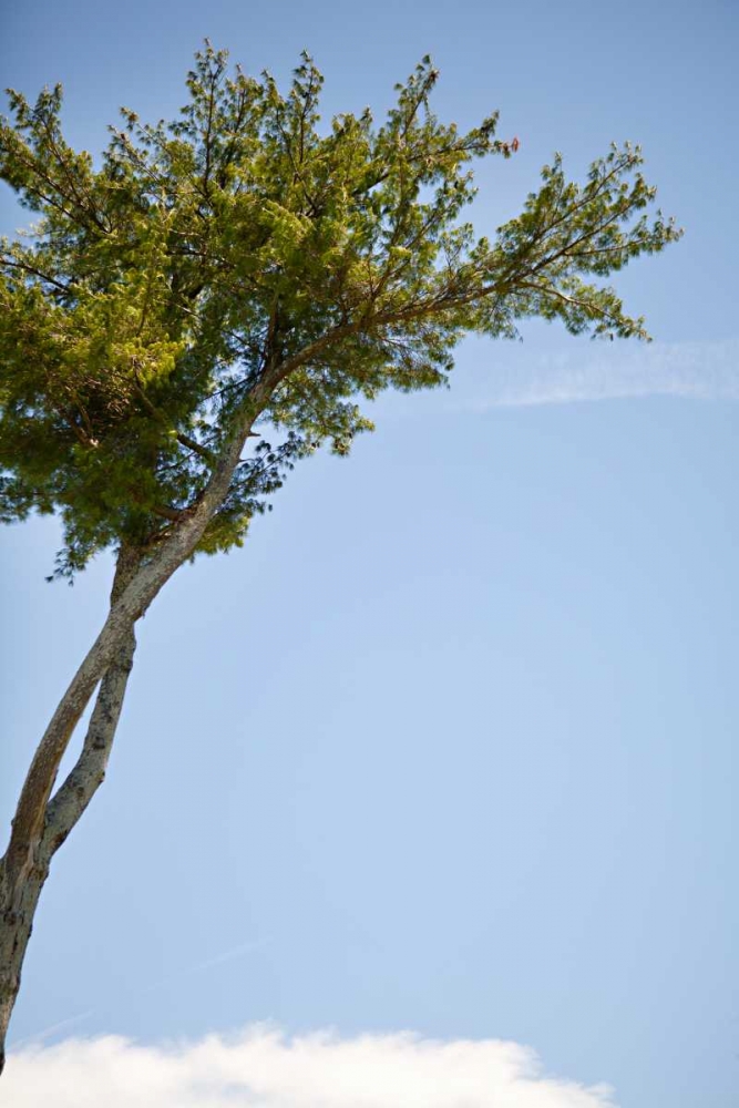 Tall Tree art print by Karyn Millet for $57.95 CAD