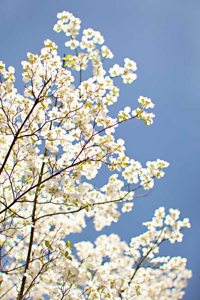 Blossoms III art print by Karyn Millet for $57.95 CAD