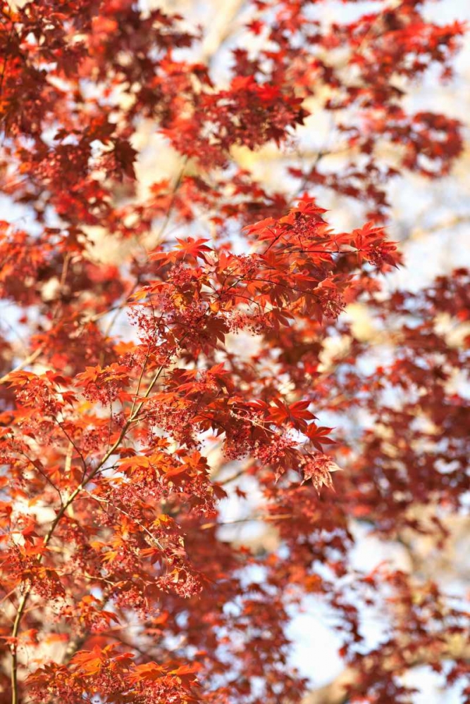 Fall Leaves art print by Karyn Millet for $57.95 CAD