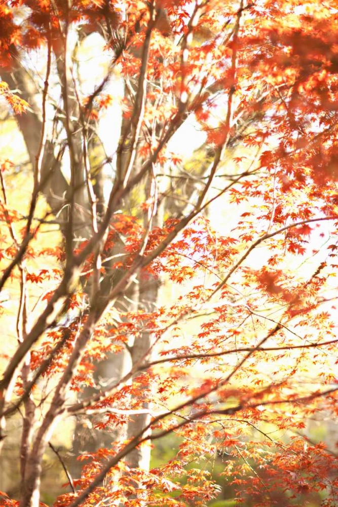 Autumn Leaves art print by Karyn Millet for $57.95 CAD