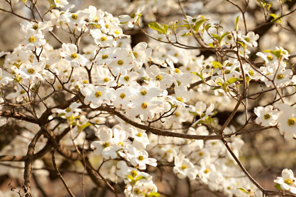 Cherry Blossoms III art print by Karyn Millet for $57.95 CAD