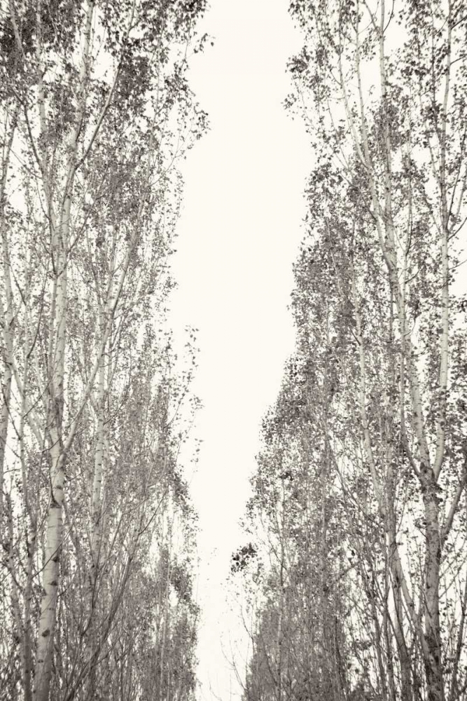 Trees III art print by Karyn Millet for $57.95 CAD