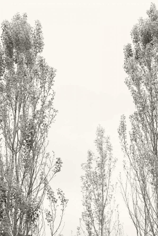 Trees IV art print by Karyn Millet for $57.95 CAD