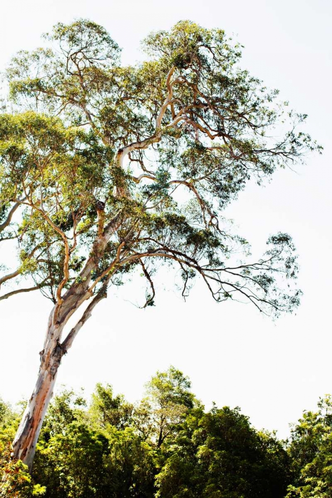 Trees V art print by Karyn Millet for $57.95 CAD