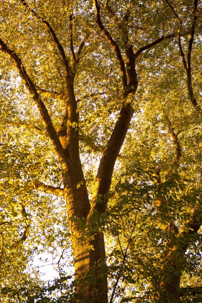 Up in the Trees I art print by Karyn Millet for $57.95 CAD