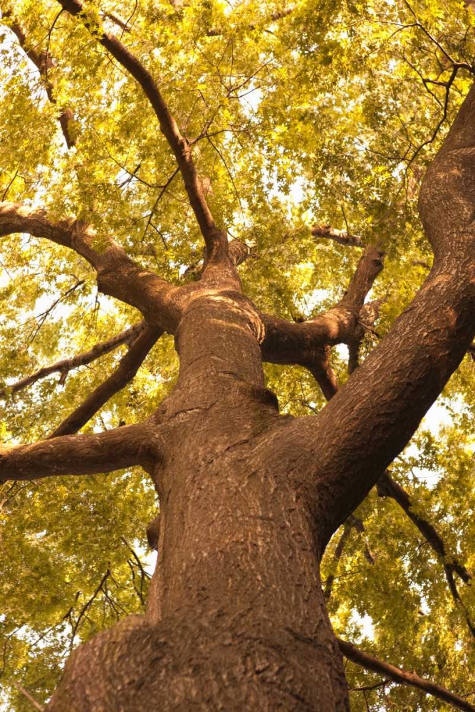 Up in the Trees II art print by Karyn Millet for $57.95 CAD