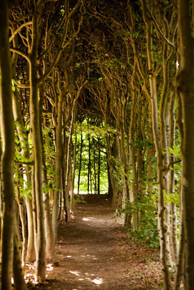 Path Through the Trees art print by Karyn Millet for $57.95 CAD