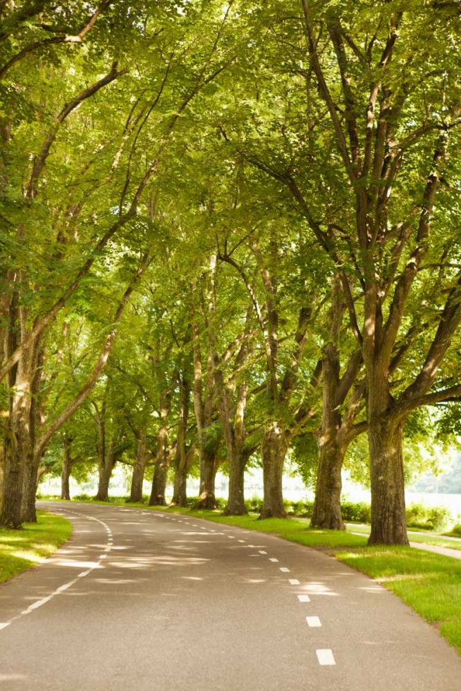 Road Through the Grove art print by Karyn Millet for $57.95 CAD
