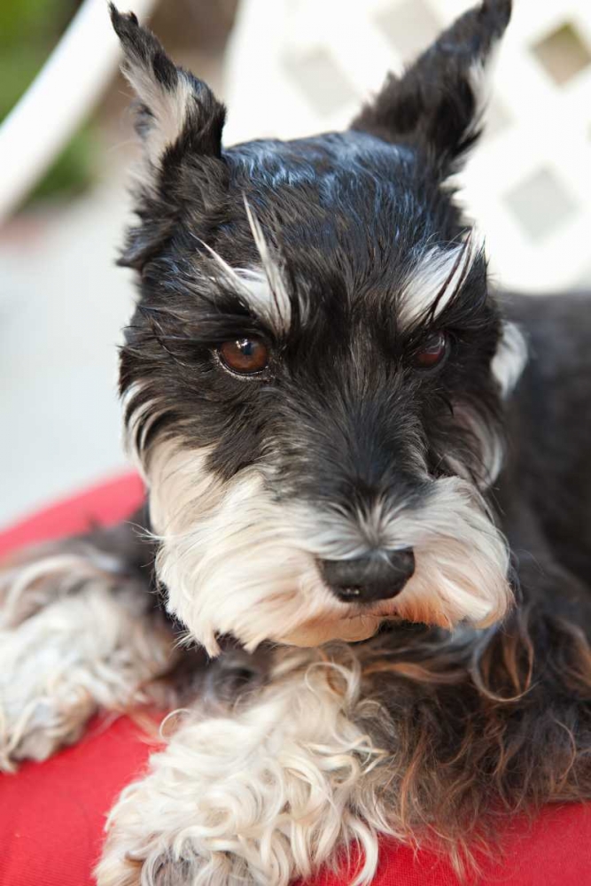 Terrier art print by Karyn Millet for $57.95 CAD