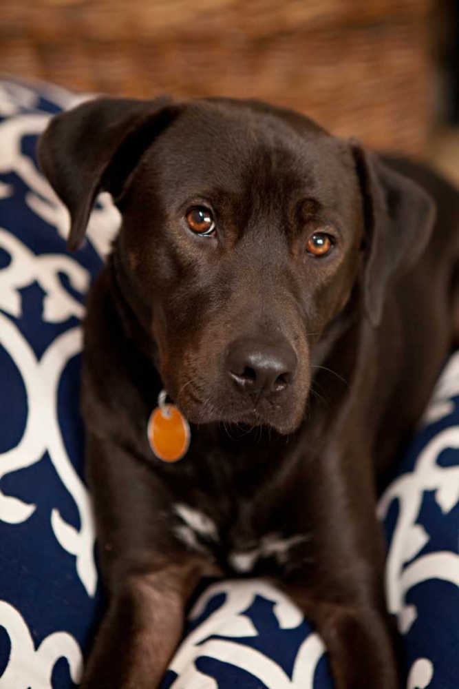 Labrador art print by Karyn Millet for $57.95 CAD
