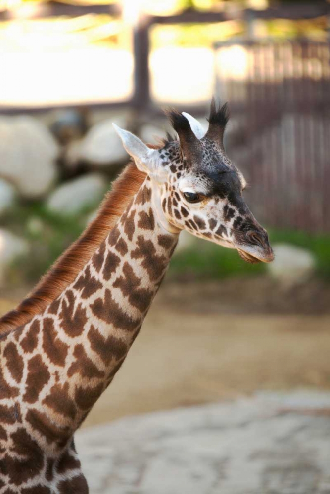 Giraffe I art print by Karyn Millet for $57.95 CAD