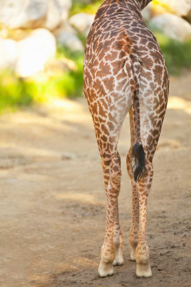 Giraffe II art print by Karyn Millet for $57.95 CAD