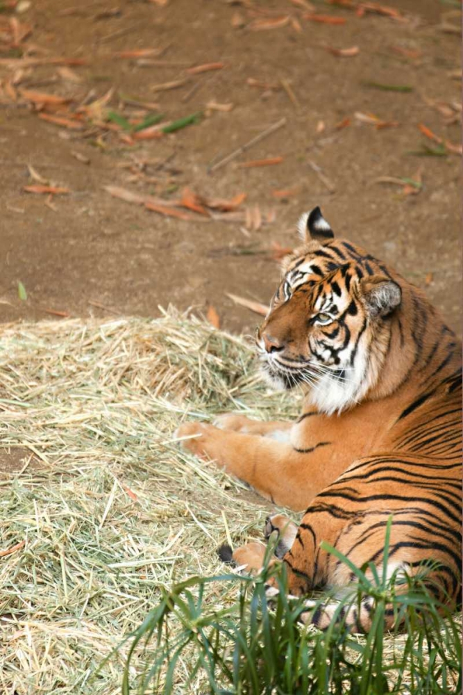 Tiger I art print by Karyn Millet for $57.95 CAD