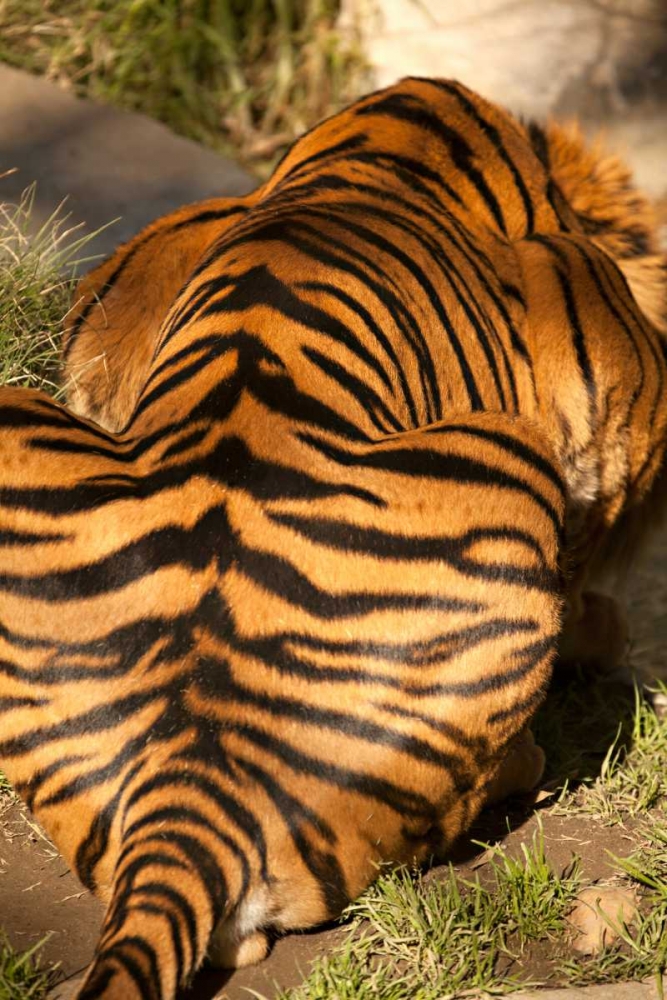 Tiger II art print by Karyn Millet for $57.95 CAD