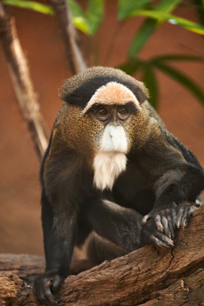 Primate I art print by Karyn Millet for $57.95 CAD