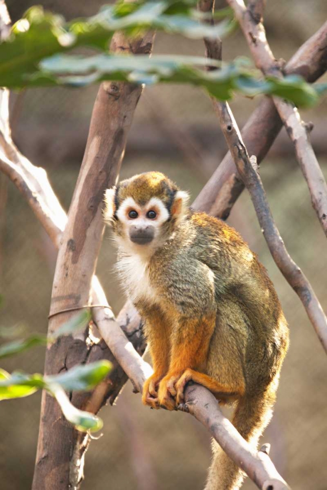 Primate II art print by Karyn Millet for $57.95 CAD